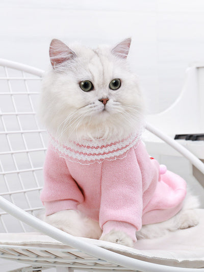 Cat casual clothes