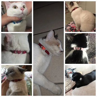 Kitten Puppy Leash Collars